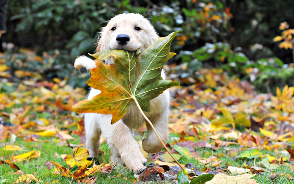 puppy autumn leaves