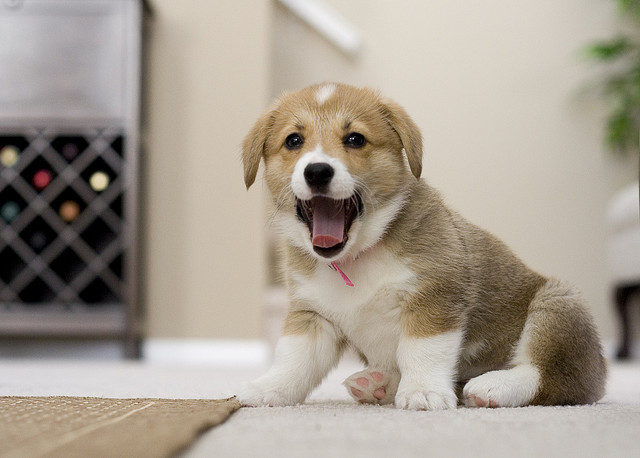 corgi puppy